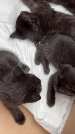 Black kittens resting in cardboard box in Krasnaya Polyana