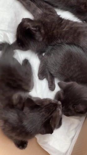 Black kittens resting in cardboard box in Krasnaya Polyana