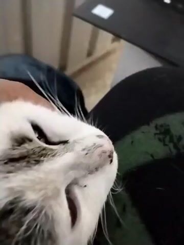 A close-up video shows a person's hand petting a young cat. The cat has white fur with black and gray markings on its head and ears. Its eyes are closed, and it appears to be resting or being soothed. The background is blurred, but hints of a dark surface, possibly a laptop, and a striped wall suggest an indoor setting.