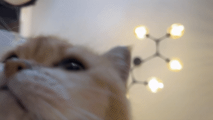 Woman holds golden cat while sitting cross-legged indoors