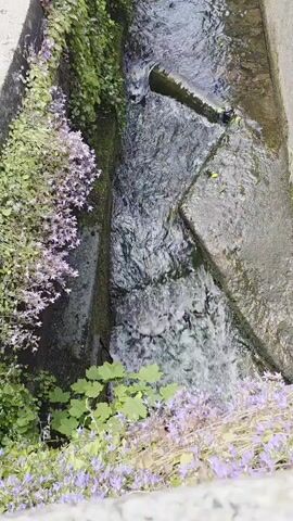 A video captures a steady flow of water cascading down a narrow, man-made concrete channel. The channel's banks are lined with lush green foliage, interspersed with clusters of delicate purple, bell-shaped flowers. On the left side of the frame, a smaller pipe extends into the channel, contributing to the water flow. Further down the channel, a concrete structure is partially submerged, creating a small waterfall or rapid effect as the water rushes over and around it. The water itself appears clear, with ripples and white foam indicating its rapid movement. The scene is brightly lit, suggesting daytime conditions. There is no discernible text visible in the video. The setting appears to be an outdoor, possibly urban or semi-urban environment in Cwmbrân, United Kingdom, designed to manage water flow.
