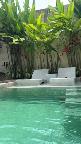 The scene is a tranquil swimming pool area. The pool is filled with clear, turquoise water, showing the pool floor design. Two white lounge chairs are situated in the shallow end of the pool, partially submerged in water. Lush green tropical plants and red flower spikes grow behind the chairs, adding a touch of nature to the setting. A concrete wall serves as the backdrop for the plants. The scene is well-lit, suggesting a sunny day.