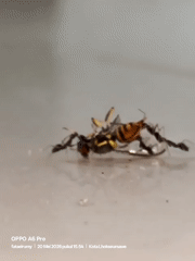 Ants swarm motionless wasp in Lhokseumawe, Indonesia