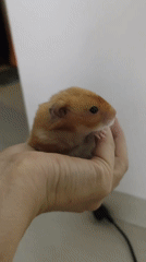 Hamster hangs out in hands, North Kuta home