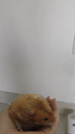Hamster hangs out in hands, North Kuta home