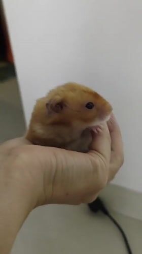 Hamster hangs out in hands, North Kuta home