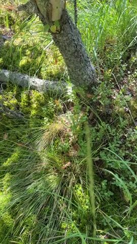 The video displays a close-up, ground-level view of a forest floor in Ushaki, Russia. The scene is dominated by lush green moss and various types of grass, suggesting a damp and verdant environment. Sunlight filters through the canopy, creating dappled patterns of light and shadow on the mossy ground. A tree trunk, rough and textured, is visible in the upper right portion of the frame, with a fallen branch lying across the moss to its left. Small plants and fungi are scattered throughout the undergrowth. The camera slowly pans and moves, shifting the perspective across the mossy terrain, highlighting the natural textures and colors of the forest floor. The overall impression is one of a serene, untouched natural setting, likely captured during the daytime given the presence of sunlight. No people are visible, and the focus is entirely on the details of the forest ecosystem. The lack of any human activity or structures, combined with the natural elements, evokes a sense of peace and tranquility.