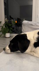 Dogs dozing on laps and books, hands resting gently nearby