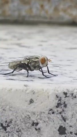 The video presents a macro shot of a fly resting on a textured, light-colored surface. The fly exhibits prominent, bulbous orange eyes and a gray body with striped patterns on its wings. Its legs are slender and dark, spread out to support its body on the flat surface. The surface itself has a weathered appearance with dark speckles and an uneven texture. The background is blurred, suggesting a shallow depth of field, which focuses attention on the insect. The camera is relatively stable, providing a close-up view of the fly.