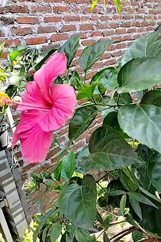A close-up shot focuses on a vibrant pink hibiscus flower. The flower is in full bloom, showcasing its delicate petals and prominent stamen. Lush green leaves surround the blossom, creating a natural backdrop. In the background, a brick wall with a rough texture is visible. The lighting suggests it is daytime, with sunlight illuminating the scene.