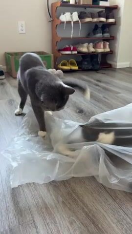 A medium shot captures a grey cat with white paws, playfully batting at a large, crinkled plastic bag. The cat is positioned on a wooden floor, with its body in a stretched-out, curious pose, one paw extended towards the bag. Inside the bag, dark, elongated objects are visible, adding an element of mystery to the cat's interaction.

In the background, a multi-tiered wooden shoe rack is filled with various shoes, suggesting an indoor setting, likely a home. A green cardboard box sits to the left of the shoe rack. The lighting indicates daytime, casting soft shadows. There is no discernible weather information. The overall mood is one of lighthearted playfulness as the cat explores its surroundings. No text is visible in the media file.