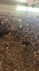 Inside a packed commercial chicken barn