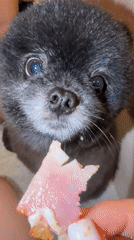 Fluffy black Pomeranian enjoys snacks and affection in Kathu