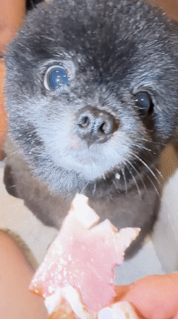 Fluffy black Pomeranian enjoys snacks and affection in Kathu