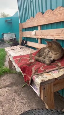 A tabby cat is resting on a wooden bench covered with a red patterned rug. The cat is grooming itself, licking its paw. The bench is located outdoors, next to a teal corrugated metal wall. There is grass and dirt on the ground.