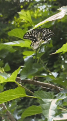 Morning insect activity documented in South Korean natural setting