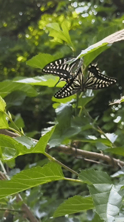 Morning insect activity documented in South Korean natural setting