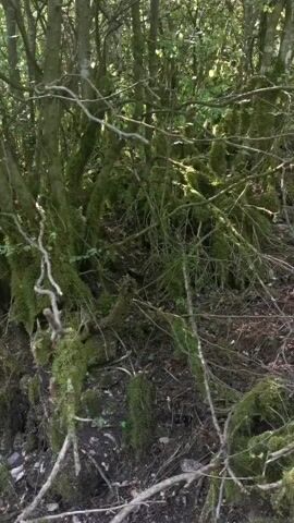 A video shows a dense, overgrown forest floor with numerous trees and branches covered in moss. The lighting suggests it is daytime, with sunlight filtering through the foliage. The camera movement is subtle, giving a sense of stillness and the natural environment. There are no people or animals visible in the video.