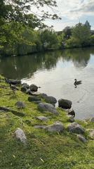 Evening lakeside scene with geese captured in New Rochelle