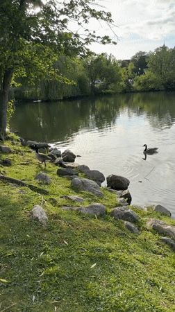 Evening lakeside scene with geese captured in New Rochelle