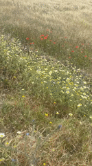 Spring wildflowers and coastal views documented in Loualidia, Morocco