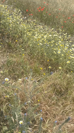 Spring wildflowers and coastal views documented in Loualidia, Morocco