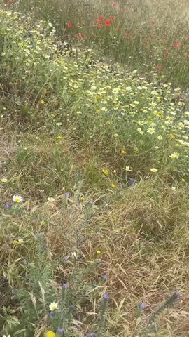 The video captures a scenic coastal landscape in Loualidia, Morocco, during what appears to be a bright, sunny day. It begins with a close-up of a vibrant field filled with yellow daisies and red poppies interspersed with green and dried grass. The camera then pulls back and pans to the right, revealing a vast expanse of golden-green crops, likely wheat or barley, dotted with more red poppies. In the distance, a serene body of water, a lagoon or the ocean, with gentle waves, stretches along the horizon. Lush green trees and bushes line the edge of the field, leading down to the water. The sky is clear blue, and a tarp-covered structure is briefly visible on the right side of the field in the mid-ground. No people or text are visible.