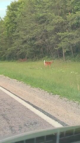 A deer stands in a grassy field next to a road. The deer is brown with a white tail. The field is green and there are trees in the background. The road is gray and there is a white line on the side of the road. The video is taken from a car, which is moving.