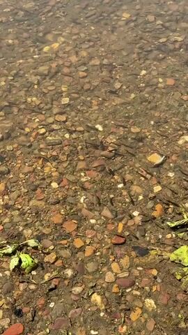 The video shows a shallow body of water with a gravelly bottom, dotted with small fish swimming near the surface. There are also some green aquatic plants visible in the foreground. The water appears clear, allowing the viewer to see the details of the bottom and the fish. The lighting suggests it is daytime. The camera is positioned above the water, looking down at the scene. There are no people or other significant objects visible.