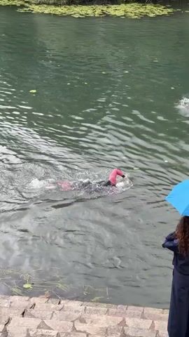 The scene shows a body of water, likely a lake or large pond, with lily pads floating on the surface. Two people are swimming in the water, both wearing dark wetsuits and pink or red swim caps. One swimmer is closer to the viewer and is actively swimming, while the other swimmer is farther away. On the edge of the water, there is a set of stone steps leading down to the water. A person holding a blue umbrella stands at the top of the steps. Another person walks into view on the left side of the frame.