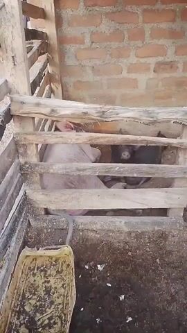 The video shows a pig enclosure. A light-colored pig is partially visible inside the enclosure, along with darker-colored pigs. The enclosure is constructed of wooden planks and has a brick wall in the background. A yellow plastic container, possibly a feeder or water trough, is positioned on the ground outside the enclosure. The ground inside and around the enclosure appears to be dirt and possibly contains some debris. The video is shaky, suggesting it was recorded by hand.