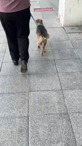 A dog is being walked on a leash along a city sidewalk with large square tiles. The dog has brown, black, and white fur, and is wearing a green collar. The person walking the dog is wearing black dress pants, black dress shoes, and a salmon-colored shirt. The person and the dog are walking away from the viewer. There is a building on the right side of the frame.