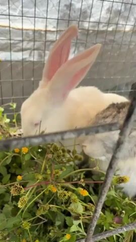 The media file depicts two rabbits in a cage. One rabbit is white with large pink ears and appears to be resting with its eyes closed. The other rabbit is grey and white with a spotted pattern and is visible in the foreground, eating from a patch of greenery. The rabbits are surrounded by weeds and small yellow and white flowers. The cage appears to be made of metal wire mesh, with a tarp or plastic sheeting visible in the background, suggesting an outdoor or semi-outdoor enclosure. The lighting suggests it is daytime. There is no visible text in the media file. The overall scene suggests a domestic setting for the rabbits, possibly a farm or backyard. The rabbits appear calm and engaged in their environment.