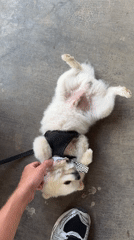 Small dog in bow tie enjoys petting session in Kintamani