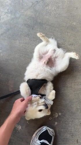 Small dog in bow tie enjoys petting session in Kintamani
