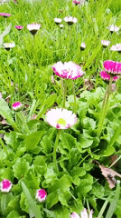 Spring flowers and bird feeder documented in Russian village