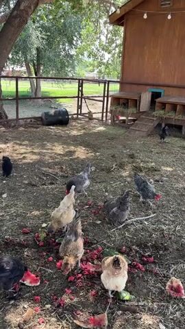 The video shows a flock of chickens pecking at discarded watermelon and possibly other fruit rinds on the ground. The chickens are of various breeds and colors, including black, white, brown, and speckled. Some chickens are clustered together, while others are spread out. In the background, there is a wooden chicken coop with nesting boxes, a fence, a large tree, and some scattered debris. A rooster with a prominent red comb and wattle is visible near the end of the video, standing next to a metal water basin. The environment appears to be an outdoor enclosure on a sunny day.
