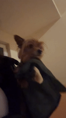 Yorkshire Terrier rides in backpack up stairs in Burgas