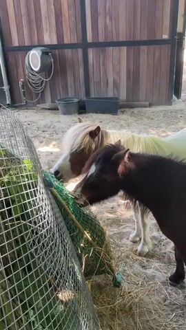 The video shows two miniature horses eating hay from a green net feeder. The horse in the foreground is dark brown with a white blaze on its forehead. The horse behind it is lighter brown and white with a blonde mane. They are in an enclosure with sandy ground and wooden fencing in the background.