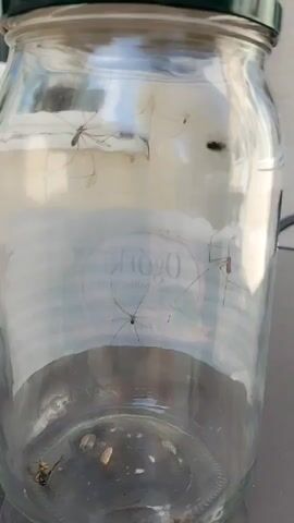 The video shows the inside of a clear glass jar. The jar appears to be empty except for some debris at the bottom, and several spindly-legged insects clinging to the sides and suspended in the air. At least four of these insects, which resemble daddy longlegs or cellar spiders, are visible. One is on the bottom of the jar, and three are higher up on the glass. There is a faded label on the inside of the jar with some text that is difficult to read due to blurriness and the reflection of light. The lighting suggests it is daytime, with natural light illuminating the jar from outside. The scene is very simple, focusing solely on the insects within the jar. There is no indication of people, a specific event, weather, or emotions.