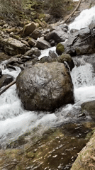 Forest stream and canopy documented in Panichishte, Bulgaria
