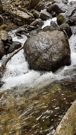 Forest stream and canopy documented in Panichishte, Bulgaria