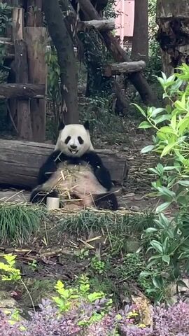The video shows a panda in a forest setting. The panda is sitting on the ground, surrounded by vegetation, and eating bamboo. There is a mug near its feet. The panda is black and white, and appears to be relaxed and content as it eats. There are trees and wooden structures in the background. The scene is peaceful and natural.