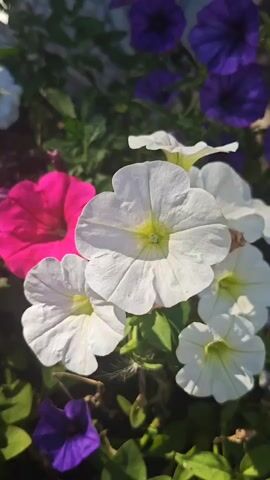 A close-up shot focuses on a cluster of blooming petunias. Several white petunias are in the foreground, with one in sharp focus in the center. To the left, a bright pink petunia is partially visible. In the background, blurry purple petunias are scattered, along with green foliage. The lighting suggests it is daytime, with sunlight casting shadows and highlighting the petals.