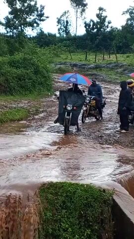 The video depicts a flooded roadway in a rural, green area. Several people and motorbikes are present. One motorbike is in the process of being walked through the water, while another is stationary. The person guiding the first motorbike is using a black sheet or cover for protection, and an umbrella is visible. Others are standing by, also using umbrellas. The water is murky and brown, indicating a flood or heavy rainfall. There's a small concrete barrier with green plants in the foreground. The overall setting suggests a challenging travel situation due to the weather.