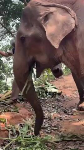 An elephant is eating greenery. The elephant is mostly grey with some red coloration. The ground around it is red. A person is visible in the background. The setting appears to be a somewhat overgrown area with trees and foliage.