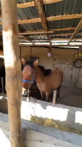 The video shows two horses in a stable. The stable has a wooden roof and mud walls. There is hay on the ground. One horse is black and the other is brown. The brown horse is wearing a blue halter. The black horse is also wearing a blue halter. A person's hand is visible in the foreground, reaching out to pet the black horse. The horses appear to be calm and relaxed. The lighting in the stable is natural, coming from the open sides.