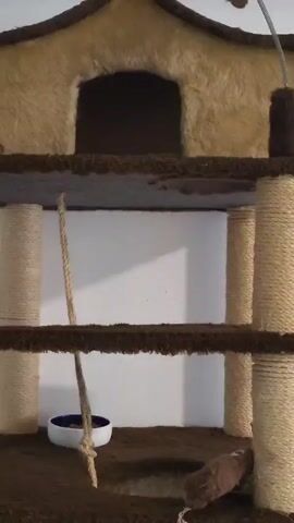 The video shows a cat tree with several levels. The cat tree is made of carpeted surfaces and posts wrapped in sisal rope. A small white bowl with a blue rim sits on one of the levels, and a rope hangs down from above. At the bottom of the frame, a black cat with yellow eyes emerges from beneath one of the platforms.