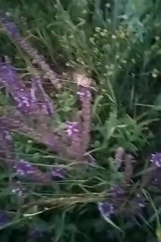This video is a close-up, shaky shot of purple wildflowers and green grass. The lighting suggests it might be dusk or early morning. There are no people or animals visible. The focus is on the flowers and foliage, with some yellow wildflowers interspersed among the purple ones. The camera appears to be moving slowly, giving a sense of depth and texture to the natural environment.