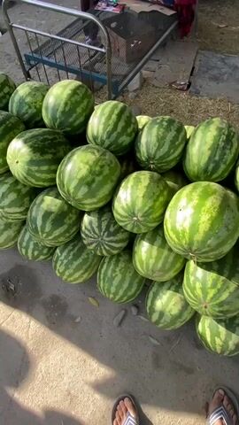A pile of watermelons is displayed on a concrete surface. A person's feet are visible in the foreground, wearing flip-flops. The watermelons are green with dark stripes and appear to be freshly harvested, some are slightly bruised. In the background, a metal cart is visible, along with straw and other debris. The lighting suggests it is daytime.